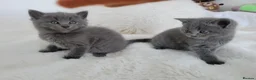British Shorthair cats for sale: British shorthair kitten - Advert 1