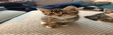 Mixed Breed Kitten 2