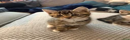Mixed Breed cats for sale: Kittens for sale  - Advert 6