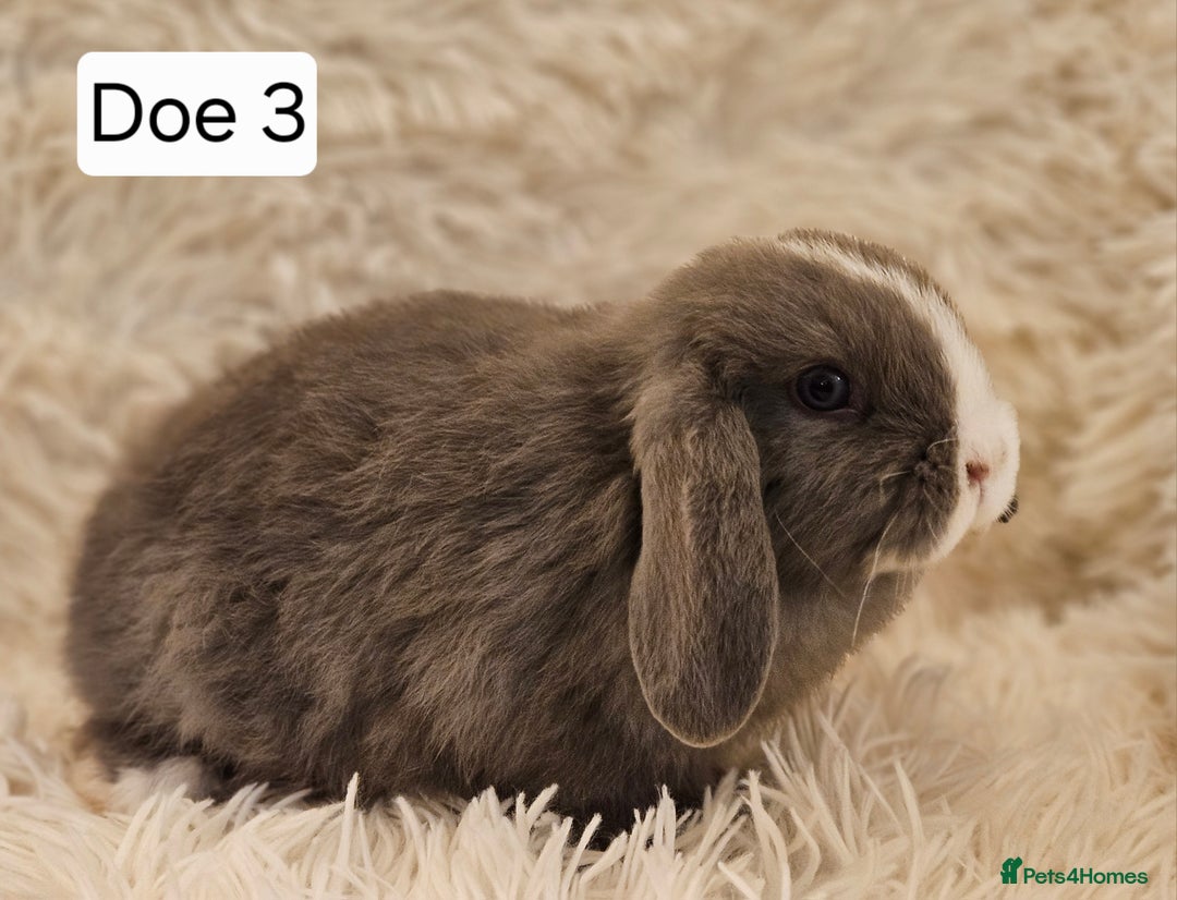 Mini Lop rabbits for sale: Mini Lop Rabbits. Ready to Leave on 29.11.25 - Advert 8