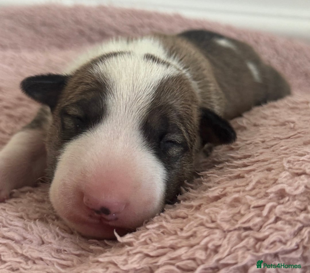 English Bull Terrier dogs for sale: 🏆CH Bloodlines Top Quality English Bull Terriers  - Image 18