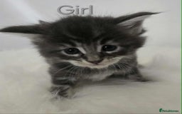 Maine Coon cats for sale: 3 Maine coon kittens. - Image 7