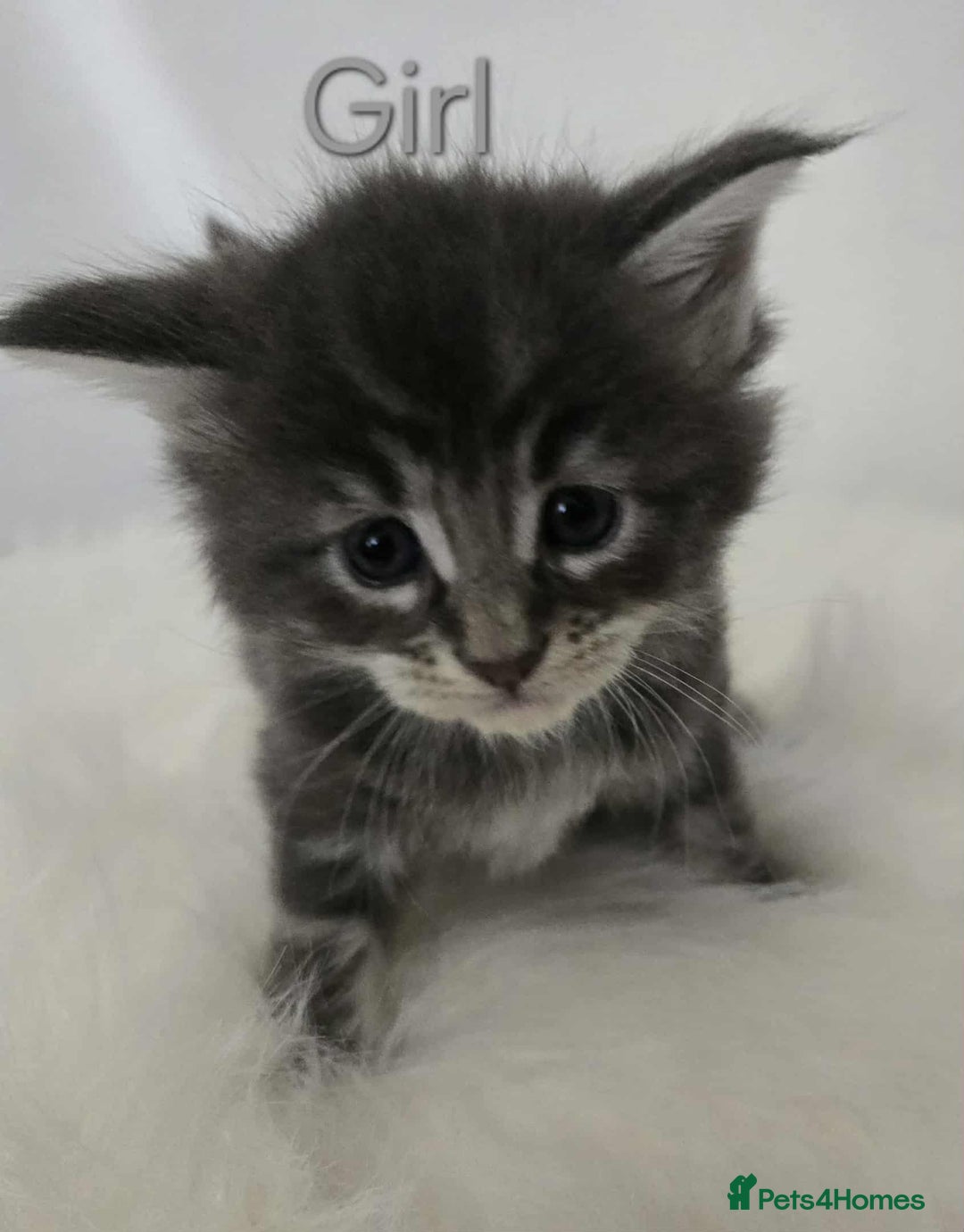Maine Coon cats for sale: 3 Maine coon kittens. - Image 7