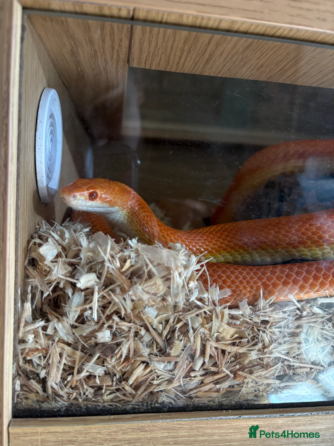 Corn Snake reptiles for sale: Orange corn snake  in Burton-on-Trent - Advert 2