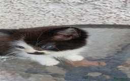 Mixed Breed cats for sale: Fluffy kittens - Image 14