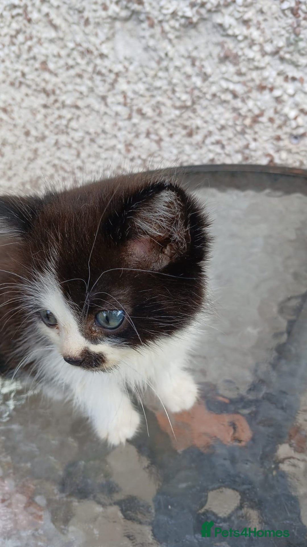 Mixed Breed cats for sale: Fluffy kittens - Image 14