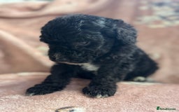 Sheepadoodle dogs for sale: Micro mini Sheepadoodle  - Image 4