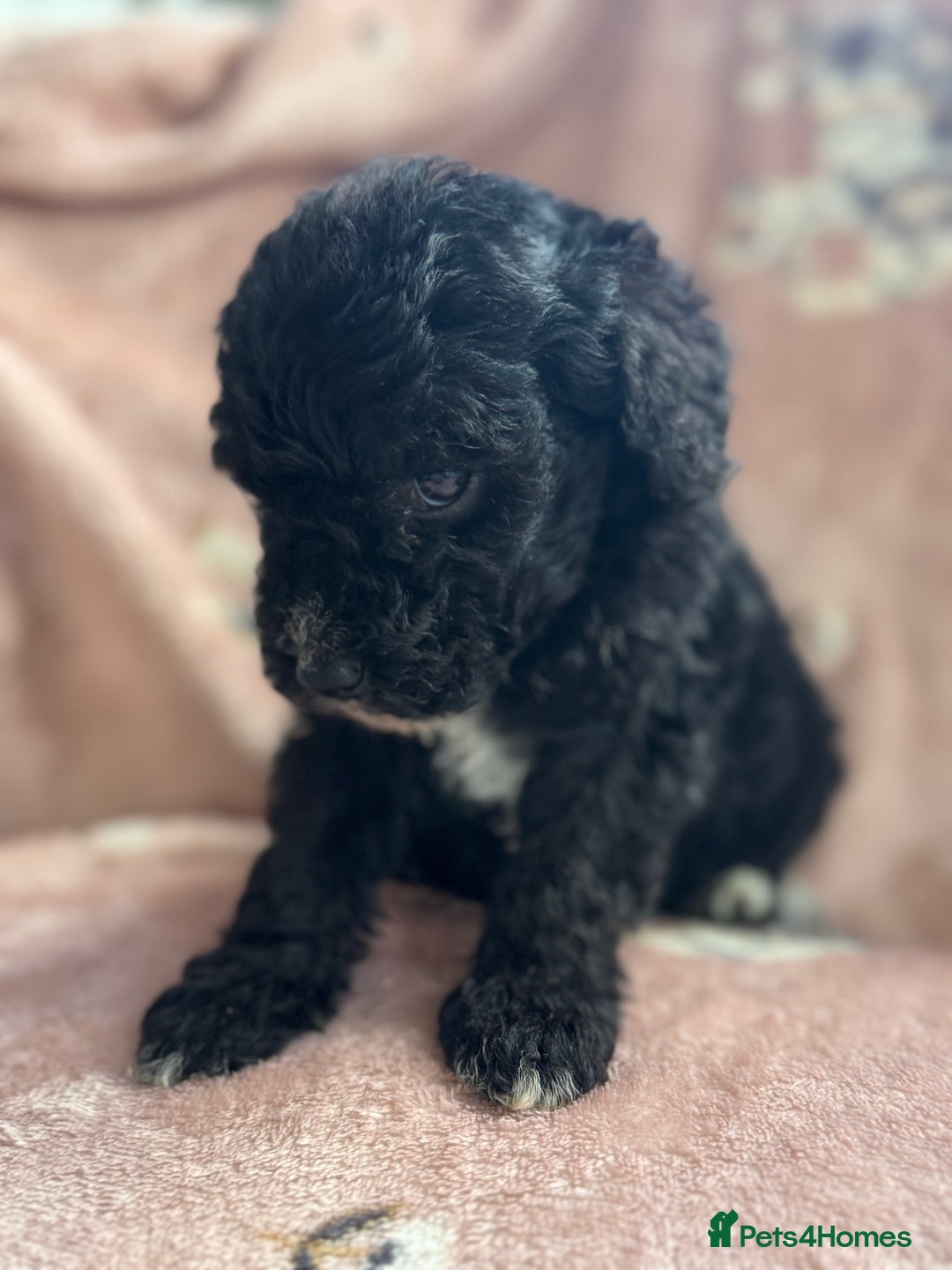Sheepadoodle dogs for sale: Micro mini Sheepadoodle  - Image 4