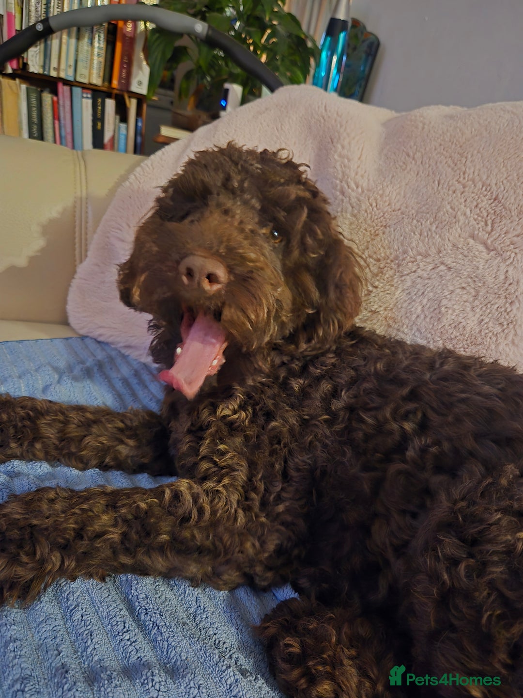 Sproodle dogs for sale: Looking for a safe and happy home - Advert 3