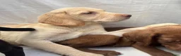 Labrador Retriever dogs for sale: Gorgeous Labrador puppies  - Advert 21
