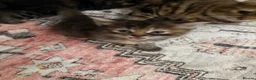 Mixed Breed cats for sale: Beautiful sociable fluff balls - Advert 8