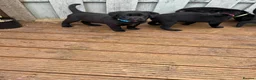 Borador dogs for sale: Borador puppies  - Advert 7
