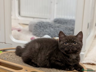 British Shorthair cats British Shorthair kittens - Advert 14