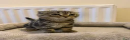 Scottish Fold cats for sale: 4 Scottish fold x Scottish straight  - Advert 2