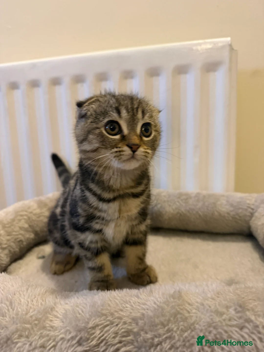 Scottish Fold cats for sale: 4 Scottish fold x Scottish straight  - Advert 2