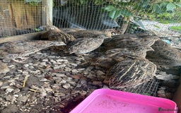 Quail poultry for sale: Male and female Coturnix quails  - Image 4