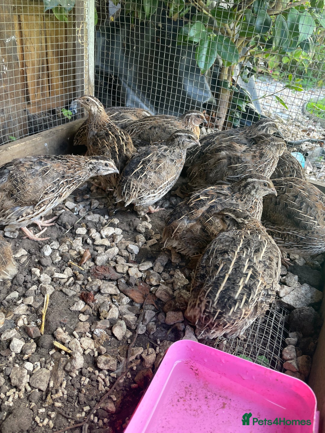 Quail poultry for sale: Male and female Coturnix quails  - Image 4