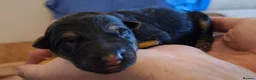 German Shepherd dogs for sale: Purebred Straight Backed German Shepherd Puppies - Advert 13