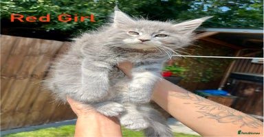Maine Coon cats - Advert 12