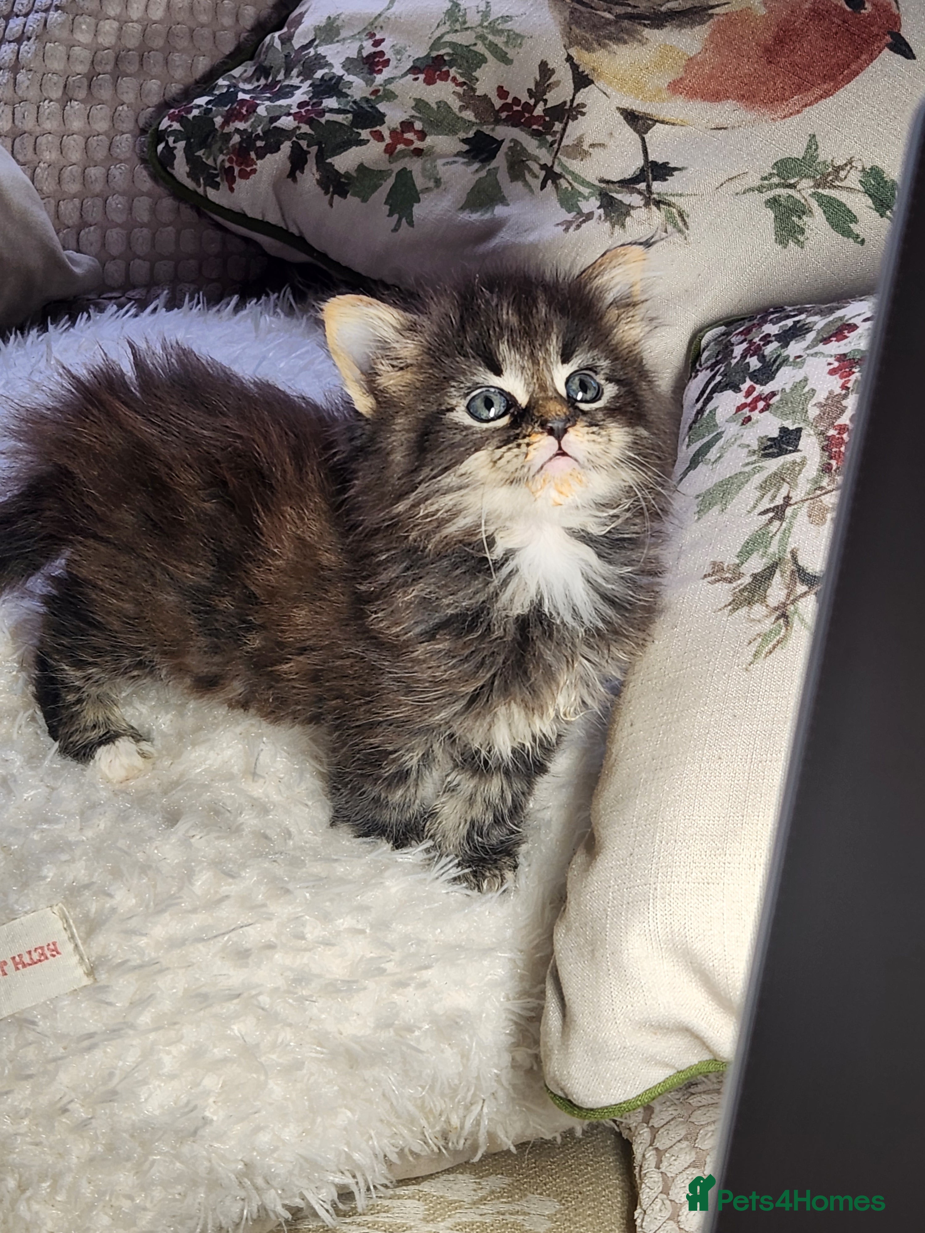 Maine Coon cats  Ready Now! Maine coon Kittens  - Advert 2