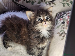 Maine Coon cats Maine coon Kittens are absolutely Gorgeous - Advert 13