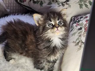 Maine Coon cats Ready Now! Maine coon Kittens - Advert 9