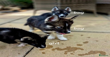Siberian Husky dogs - Advert 8