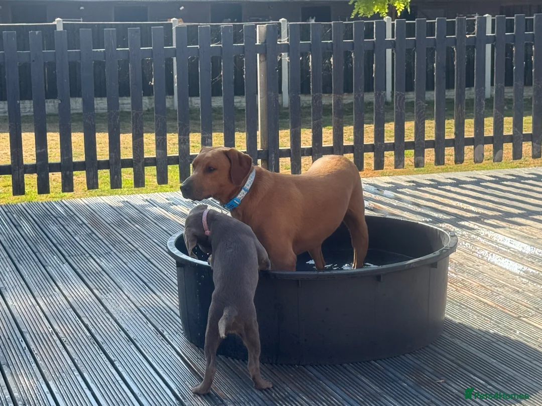 Labrador Retriever dogs for stud: FOX RED LABRADOR FOR STUD ONLY  - Advert 6