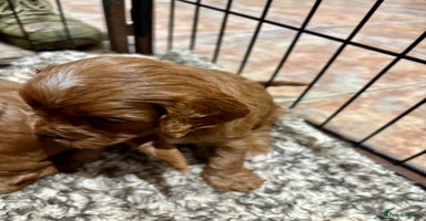 Cavapoo dogs - Advert 14