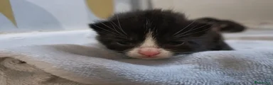 British Shorthair 3