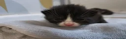 British Shorthair cats for sale: 5 beautiful kittens distinctive markings - Advert 27