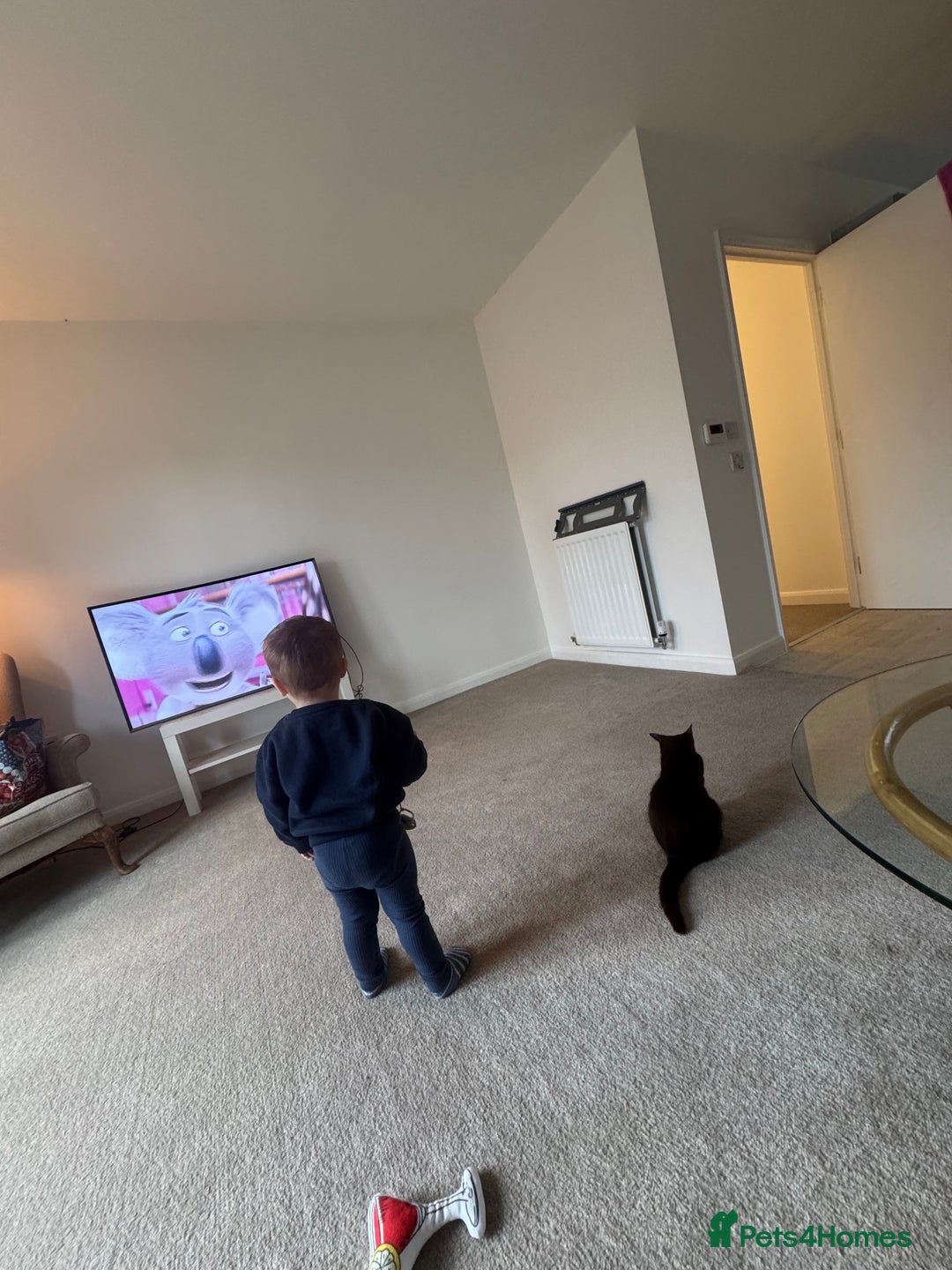 Mixed Breed cats for sale: Brown Cat called Reggie - Advert 4