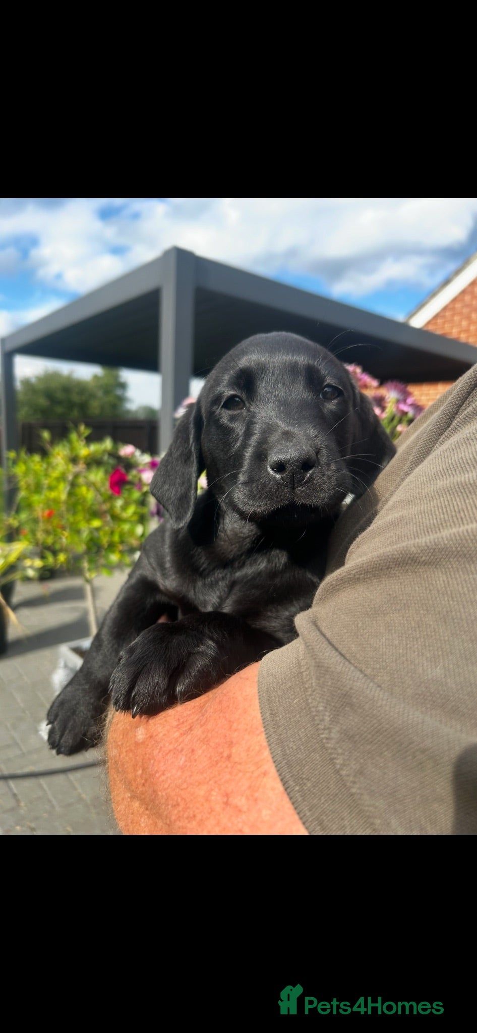 Labrador Retriever dogs £900 k/c Beautiful male working lab puppies  - Advert 2
