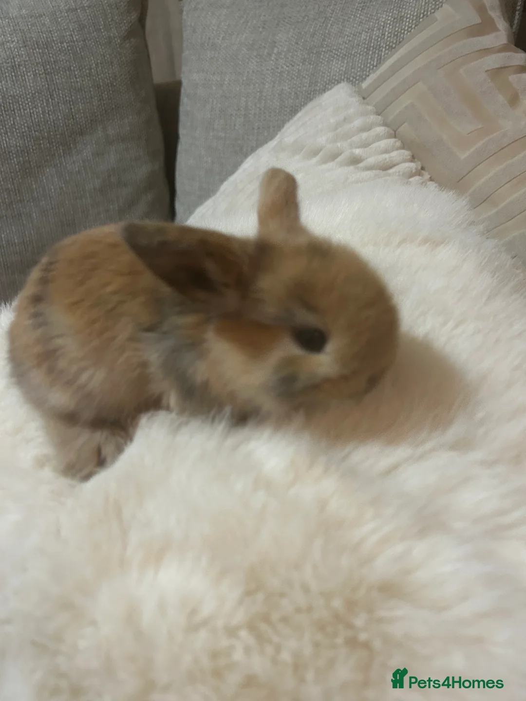 Mini Lop rabbits for sale: Beautiful Mini Lop eared bunnies.  - Advert 3