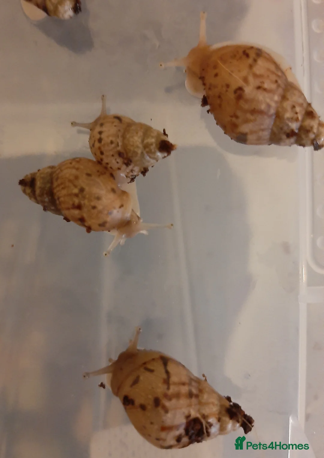 Snails invertebrates for sale: Giant African land snails (Achatina  fulica) - Advert 3