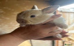 Mini Lop rabbits for sale: Baby bunnies - Image 5
