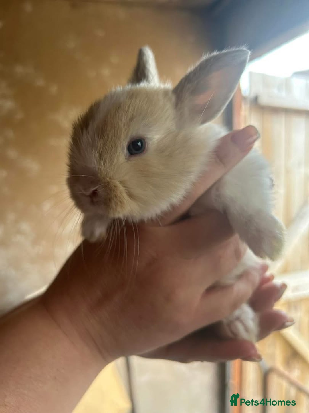 Mini Lop rabbits for sale: Baby bunnies - Image 5