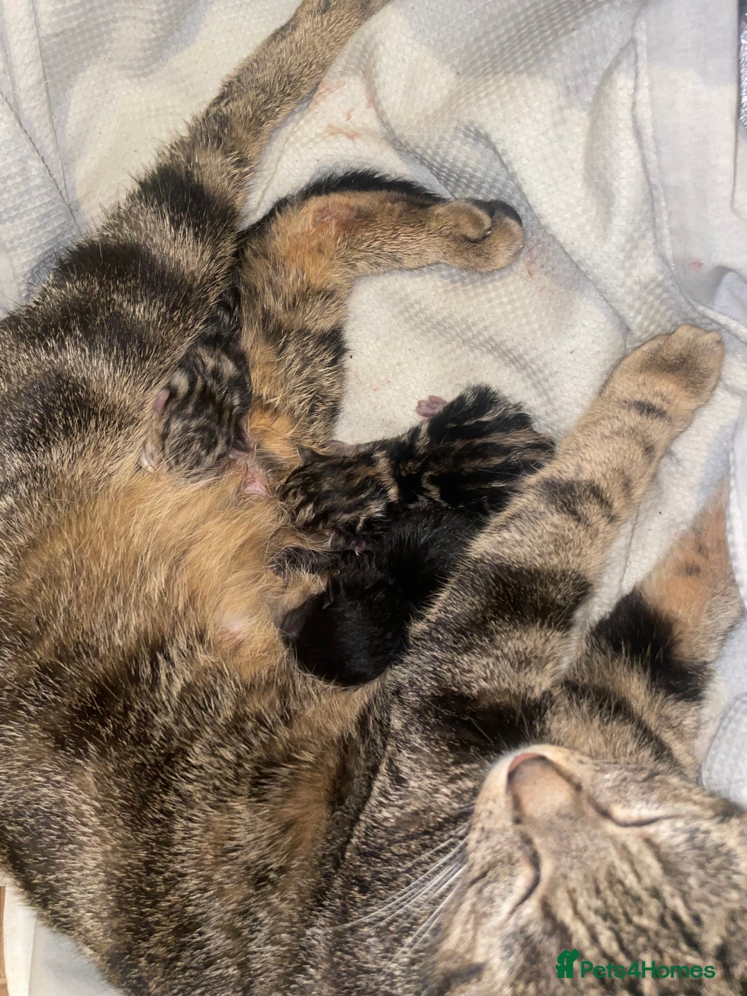 Domestic Shorthair cats for sale: Adorable 4-week-old kittens ready to reserve - Image 8