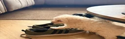 Toy Poodle dogs for sale: Toy poodle Puppys  - Advert 7