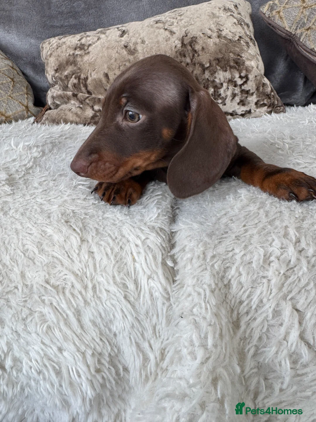 Dachshund dogs for sale: Dachshund Puppies  in Bridgwater - Advert 17