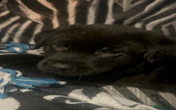 Mixed Breed dogs for sale: 2 male Sheprador puppies for sale - Image 6