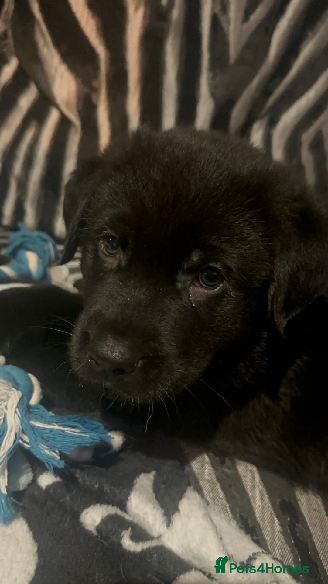 Mixed Breed dogs for sale: 2 male Sheprador puppies for sale - Image 6