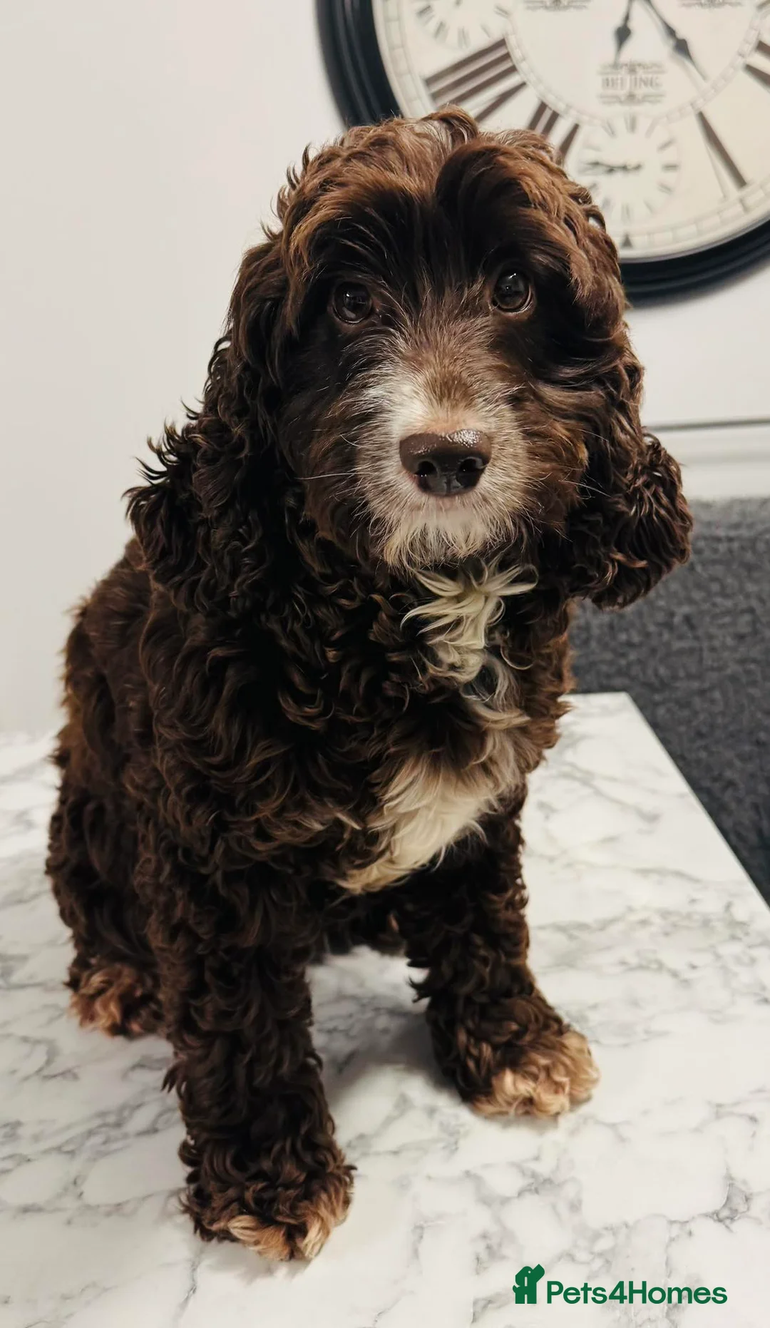 Cockapoo dogs for sale: Stunning cockapoo Girl - Advert 1