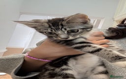 British Shorthair cats for sale: Kittens  - Image 6