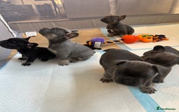 French Bulldog dogs for sale: Fluffy carriers - Image 4