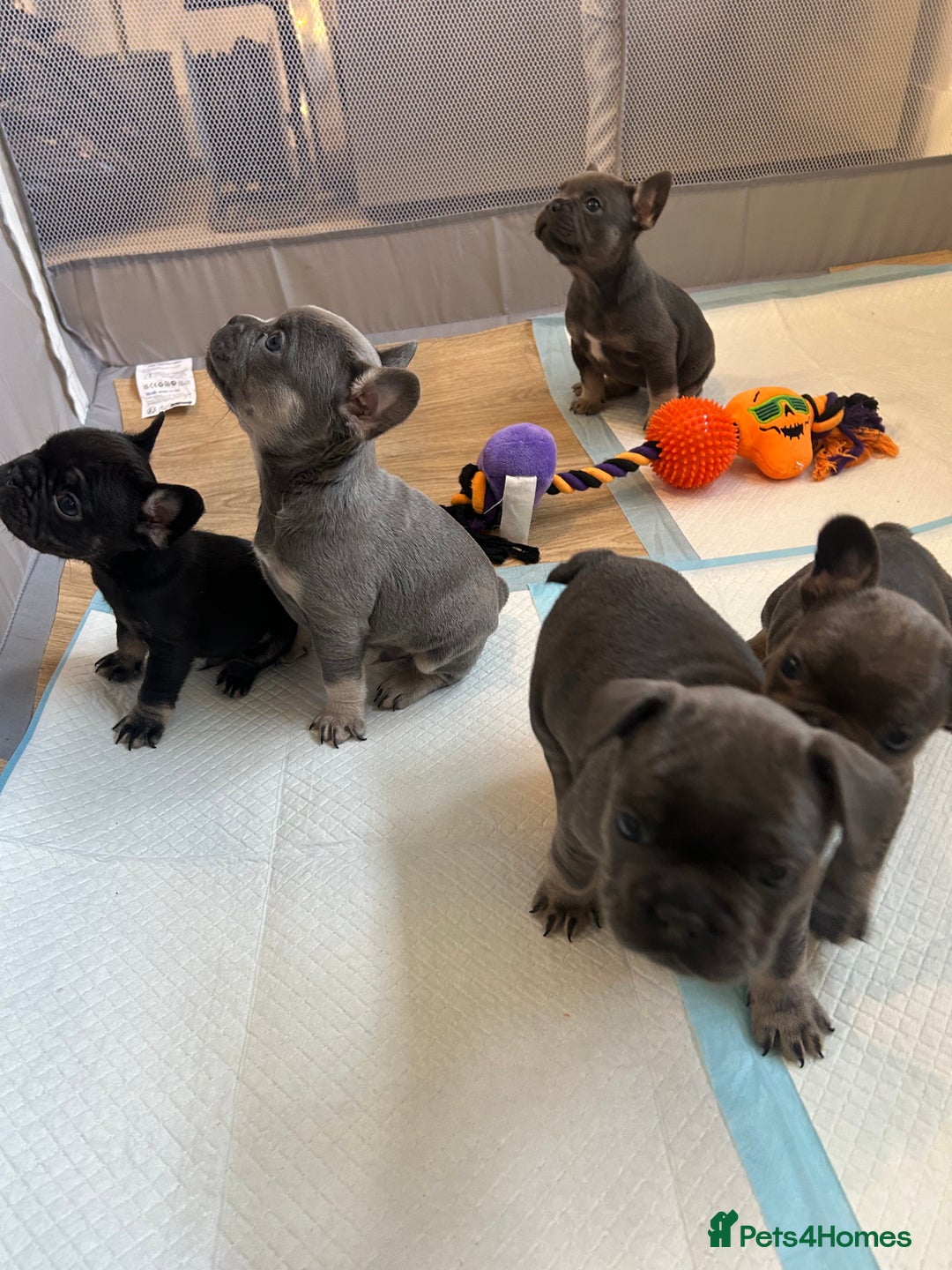 French Bulldog dogs for sale: Fluffy carriers - Image 4