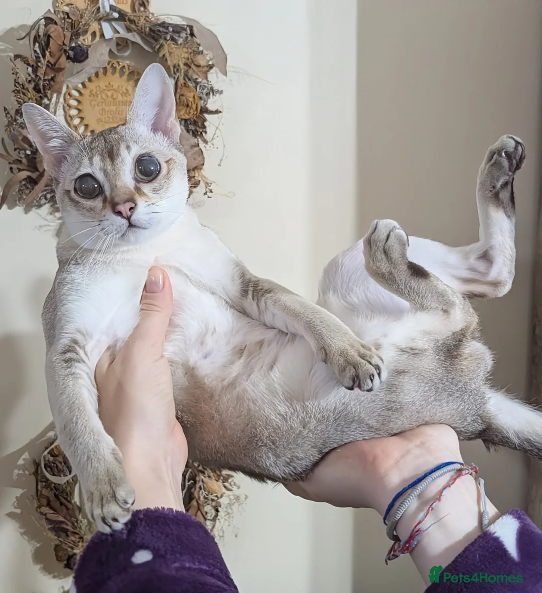 Singapura cats for sale: Singapura girl  - Advert 7