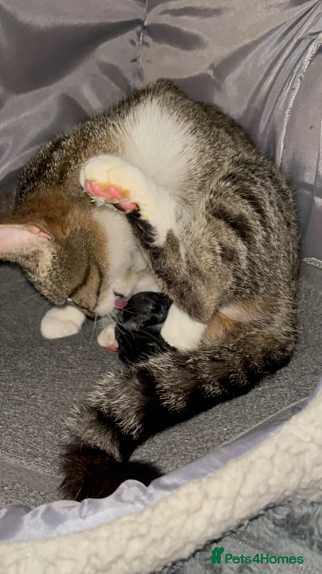 Mixed Breed cats for sale: Beautiful little Gizmo(Gizzy) kitten in Hayling Island - Advert 12
