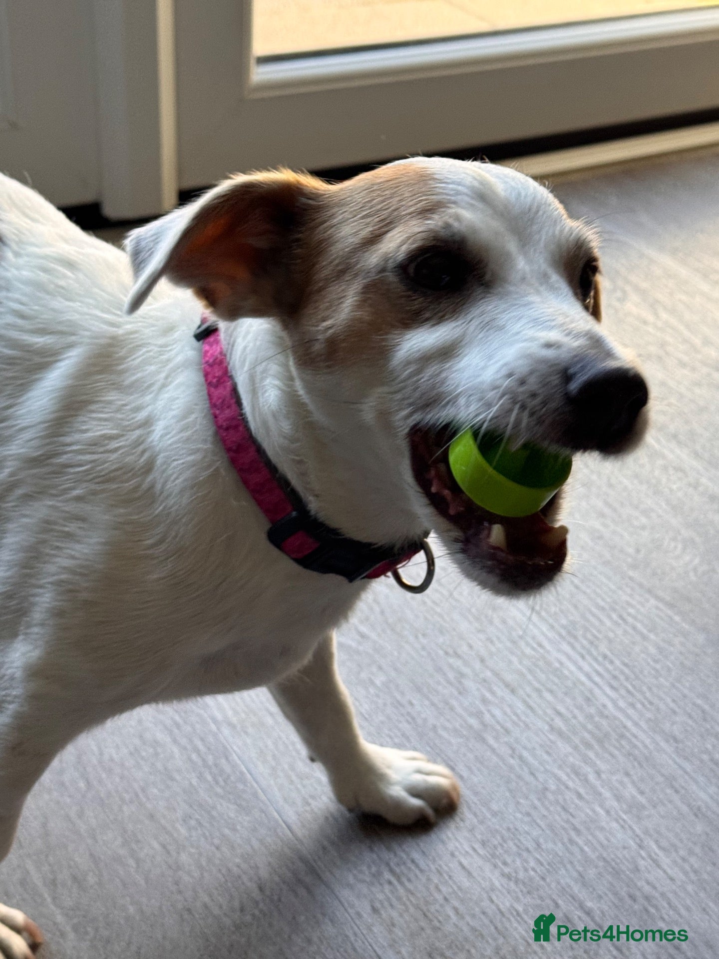 Jack Russell dogs Re homing  - Advert 1