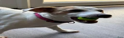 Jack Russell dogs for sale: Re homing  in Arundel - Advert 1